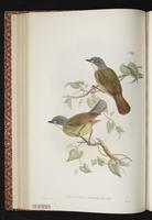 Green-backed Robin plate 25