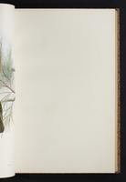 The birds of New Guinea, 1:150