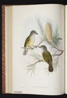 Little Shrikethrush plate 24
