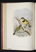 Australian Golden Whistler plate 23