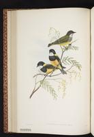 Regent Whistler plate 22