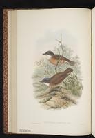 Rusty Whistler plate 21