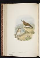 Grey Whistler plate 20