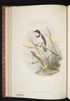 Wallacean Whistler plate 19