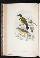 Australian Golden Whistler plate 18