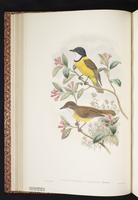 Australian Golden Whistler plate 17