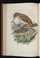 Black Butcherbird plate 16