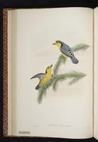 Golden-faced Pachycare plate 15