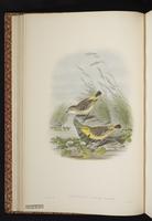 Yellow Chat plate 14