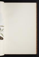 The birds of New Guinea, 1:84