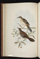 Beccari's Scrubwren plate 13