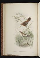 Fly River Grassbird plate 12