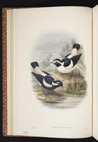 Torrentlark plate 11