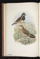 Painted Quail-thrush plate 10