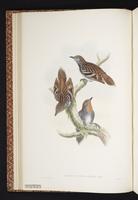Australian Logrunner plate 9