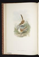 Eyrean Grasswren plate 8