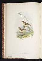 Little Sericornis plate 7