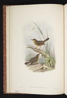 Grey-green Scrubwren plate 6