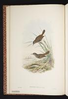 Little Sericornis plate 5