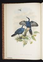 Blue Jewel-babbler plate 4