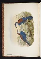 Chestnut-backed Jewel-babbler plate 3