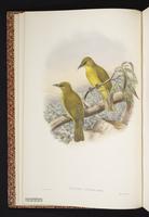 Golden Bulbul plate 2