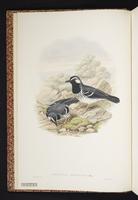 Slaty-backed Thrush plate 1