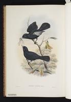 Chestnut-bellied Monarch plate 58