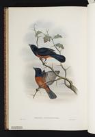 Chestnut-bellied Monarch plate 57