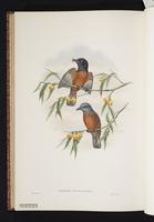 White-capped Monarch plate 56