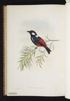 Clicking Shieldbill plate 55