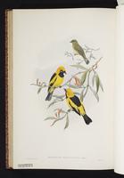 Golden Monarch plate 54