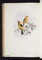 Golden Monarch plate 53