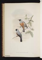 Black-winged Monarch plate 52