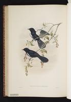 Black Monarch plate 51