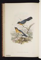 Spectacled Monarch plate 50