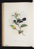 Black Monarch plate 49