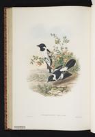 White-collared Monarch plate 48