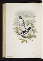 Monarcha castus plate 47