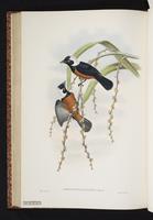 White-capped Monarch plate 46