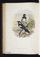 Kulambangra Monarch plate 45