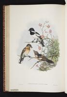 Solomons Monarch plate 44