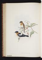 Frilled Flycatcher plate 43