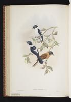 Frilled Flycatcher plate 42