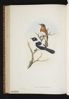 Frilled Flycatcher plate 40
