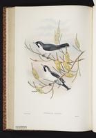 Black-bibbed Monarch plate 39