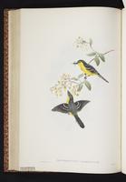 Black-breasted Boatbill plate 38