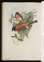 Collared trogon; Trogón de collar plate 42