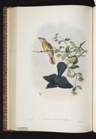 Makira Flycatcher plate 35