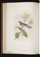 Torrent Flyrobin plate 34